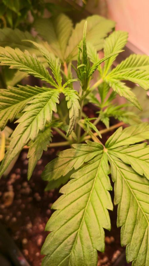 Violett Face Auto. Week 2