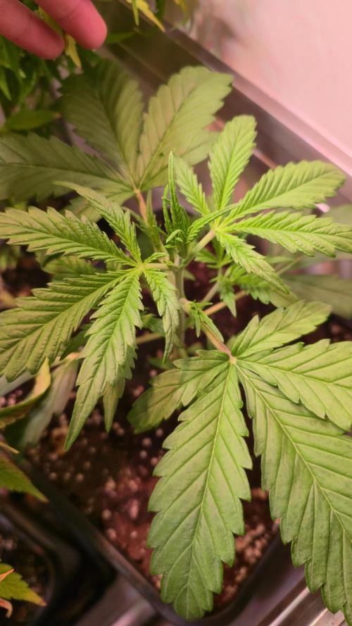 Violett Face Auto. Week 2