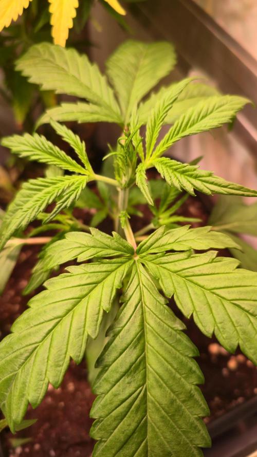 Violett Face Auto. Week 2