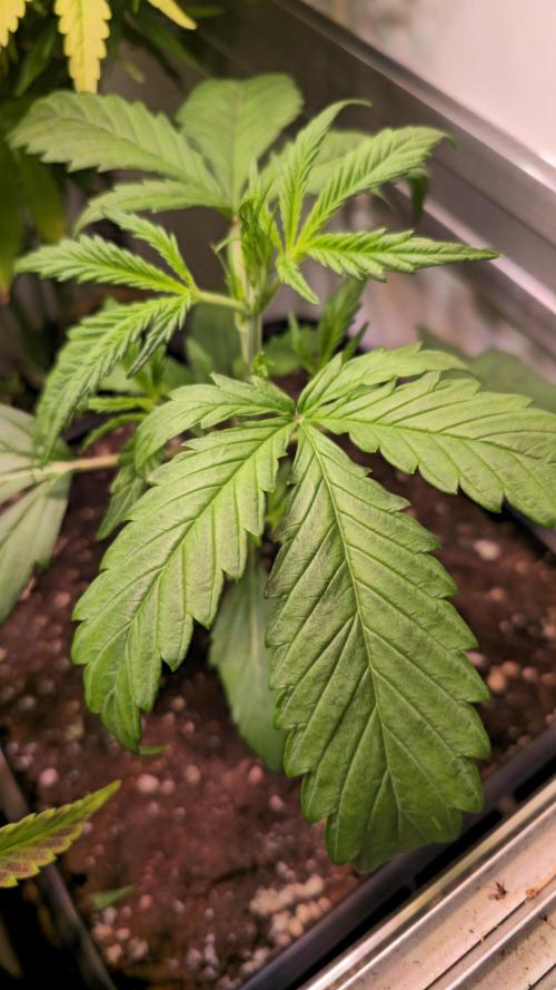 Violett Face Auto. Week 2