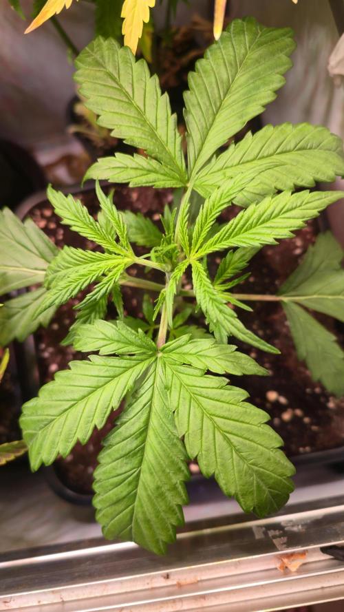 Violett Face Auto. Week 2