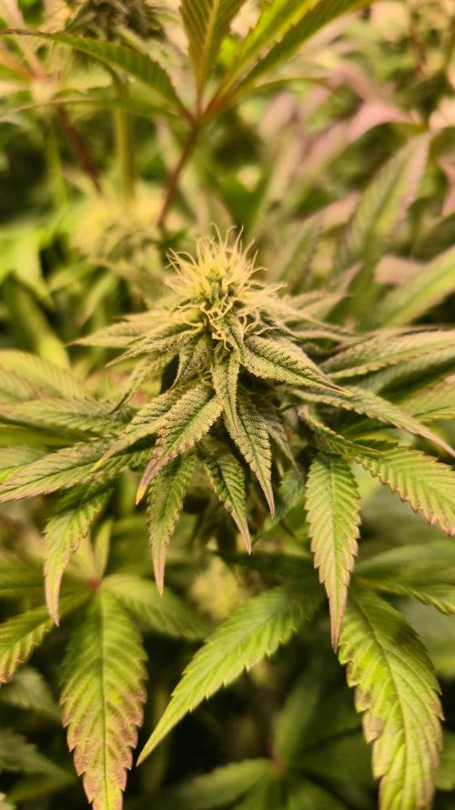 Zkittlez. Week 10