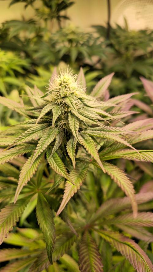 Zkittlez. Week 10