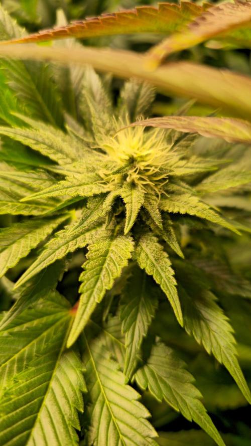 Zkittlez. Week 10
