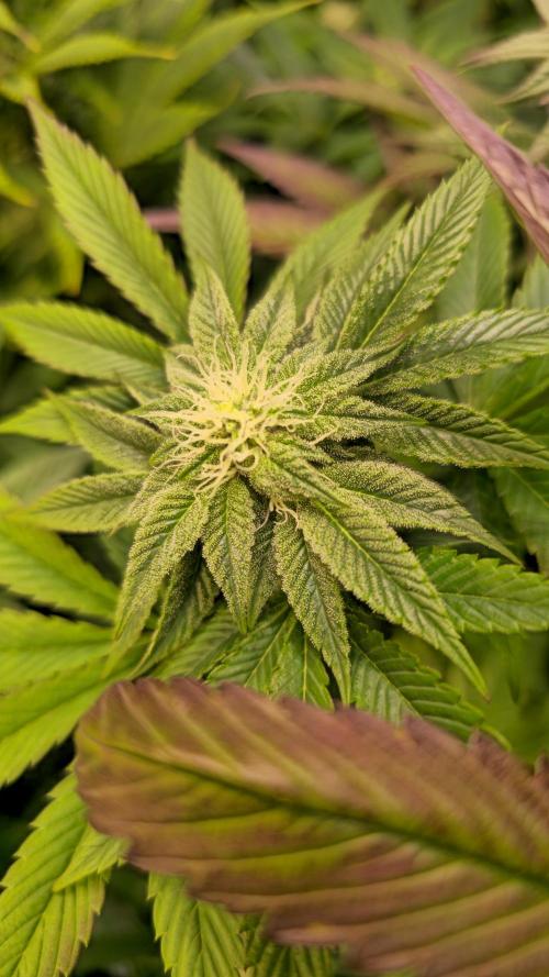 Zkittlez. Week 10