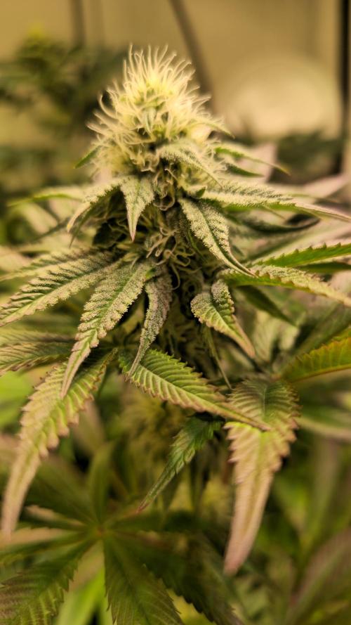 Zkittlez. Week 10