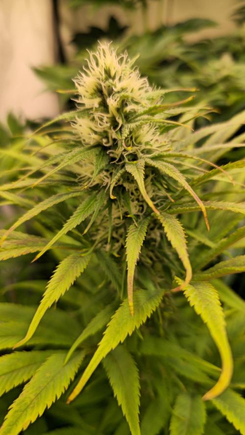 Cali Crasher. Week 10