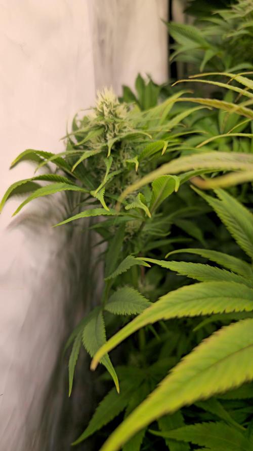 Cali Crasher. Week 10