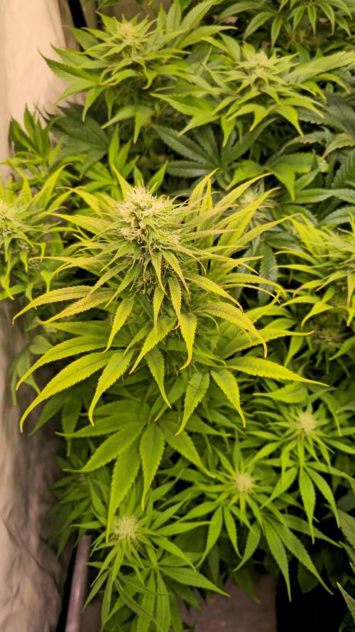 Cali Crasher. Week 10