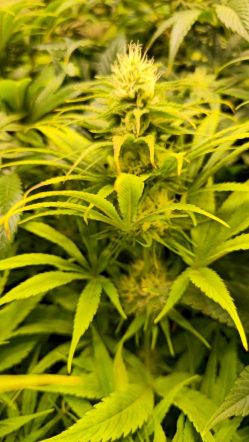 Cali Crasher. Week 10