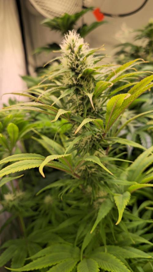 Cali Crasher. Week 10