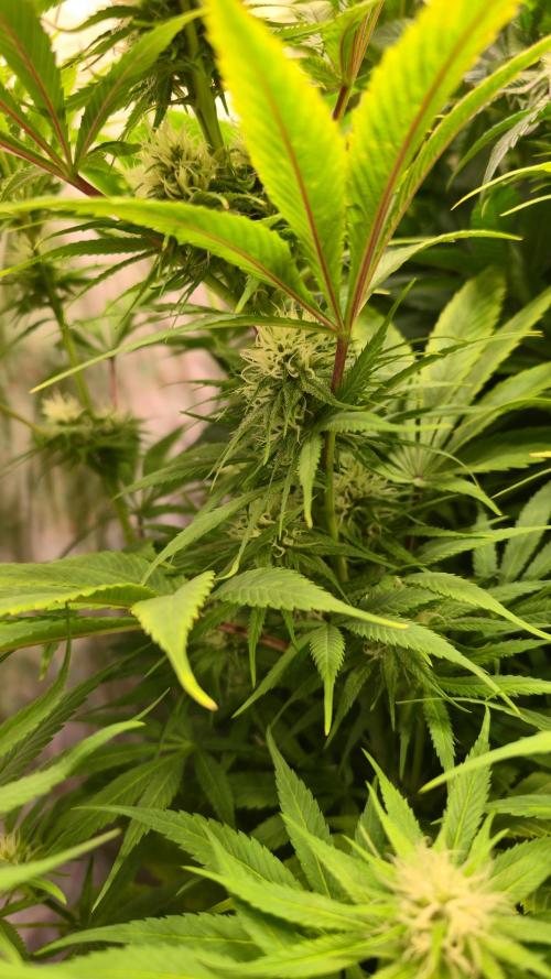 Cali Crasher. Week 10