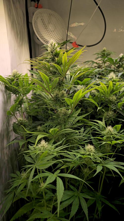 Cali Crasher. Week 10