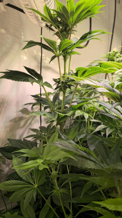 Fruit Cake. Week 10