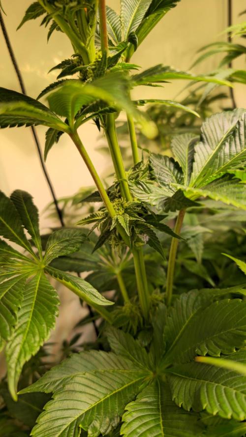 Fruit Cake. Week 10