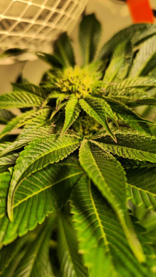 Fruit Cake. Week 10