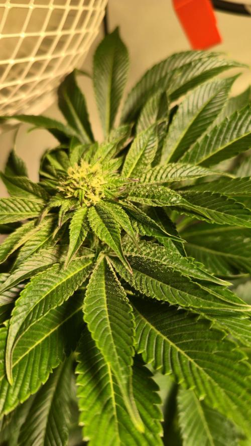 Fruit Cake. Week 10