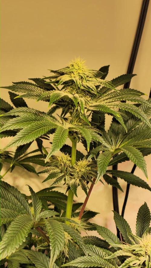 F.U.H. Week 10