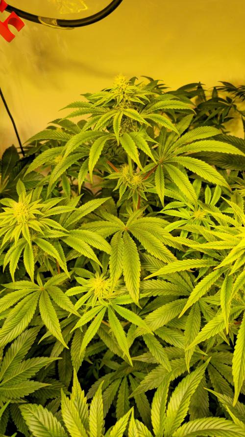 Barcelona Puff. Week 10