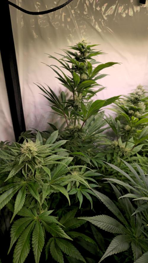 Fishy Zoap. Week 10