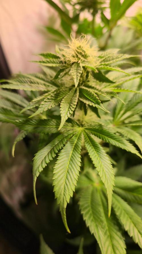 Fishy Zoap. Week 10