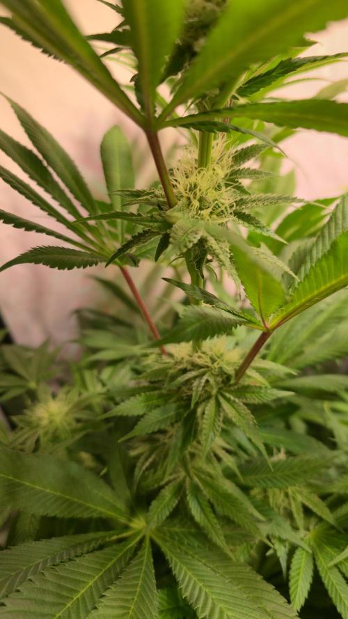 Fishy Zoap. Week 10