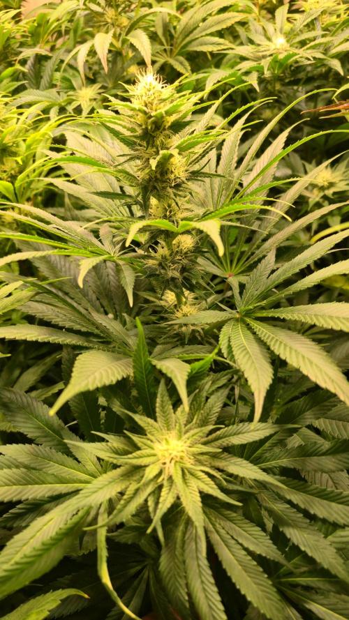 Biscotti Vanilla. Week 10