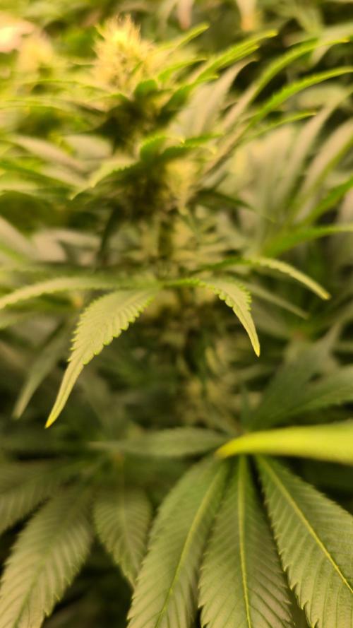 Biscotti Vanilla. Week 10