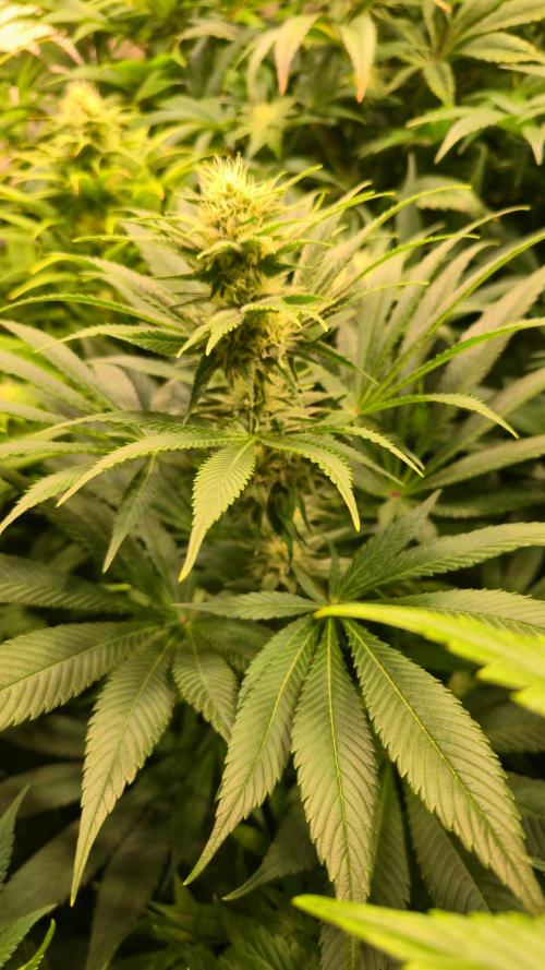 Biscotti Vanilla. Week 10