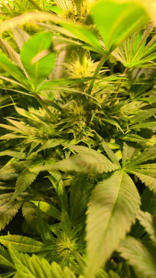 Biscotti Vanilla. Week 10