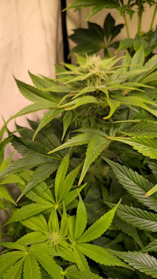 Mimosa Cherry Kush. Week 10