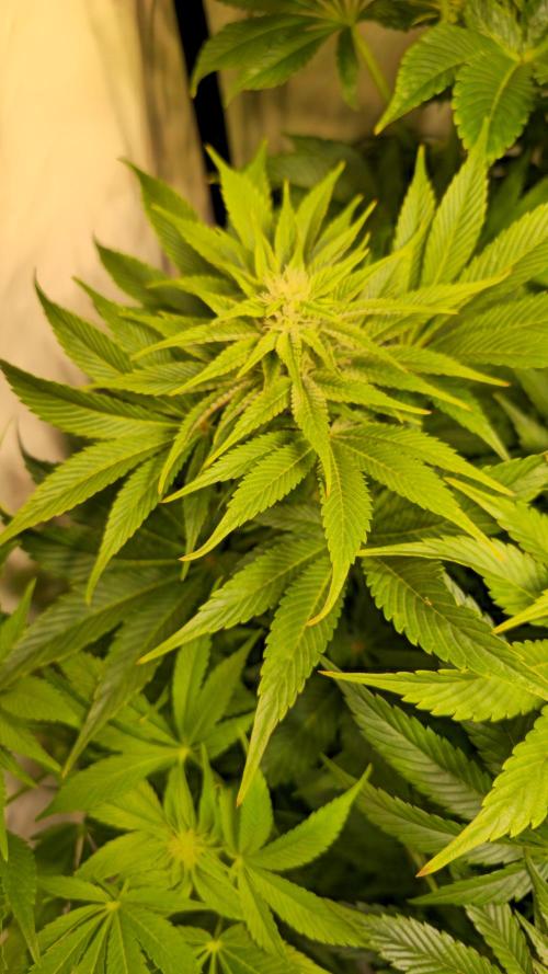 Mimosa Cherry Kush. Week 10