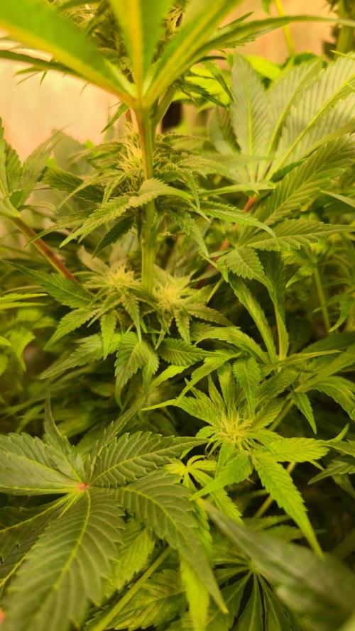 Mimosa Cherry Kush. Week 10