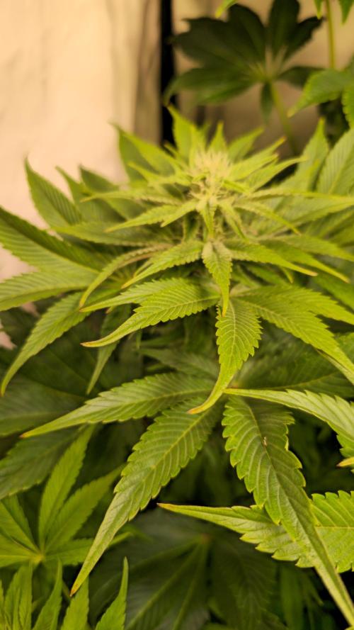 Mimosa Cherry Kush. Week 10