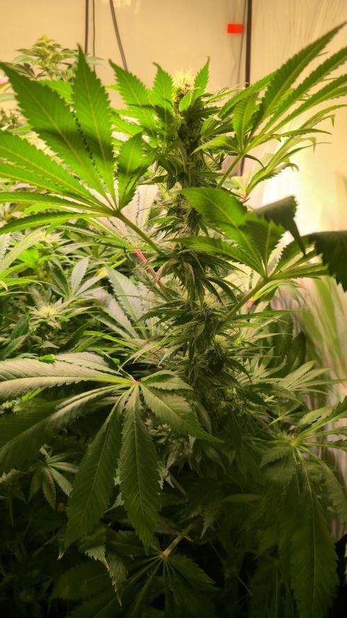 A.Moonrocks #3. Week 10