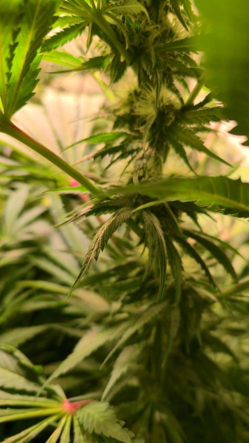 A.Moonrocks #3. Week 10