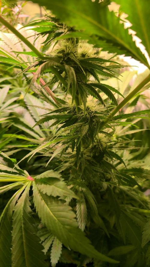 A.Moonrocks #3. Week 10