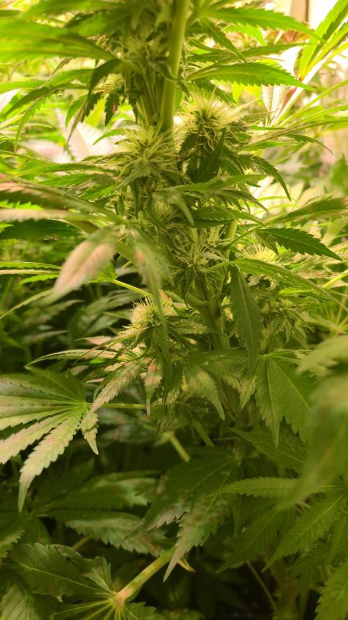 A.Moonrocks #3. Week 10