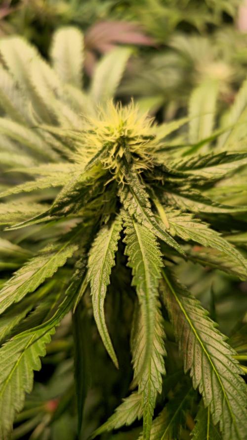 A.Moonrocks #3. Week 10