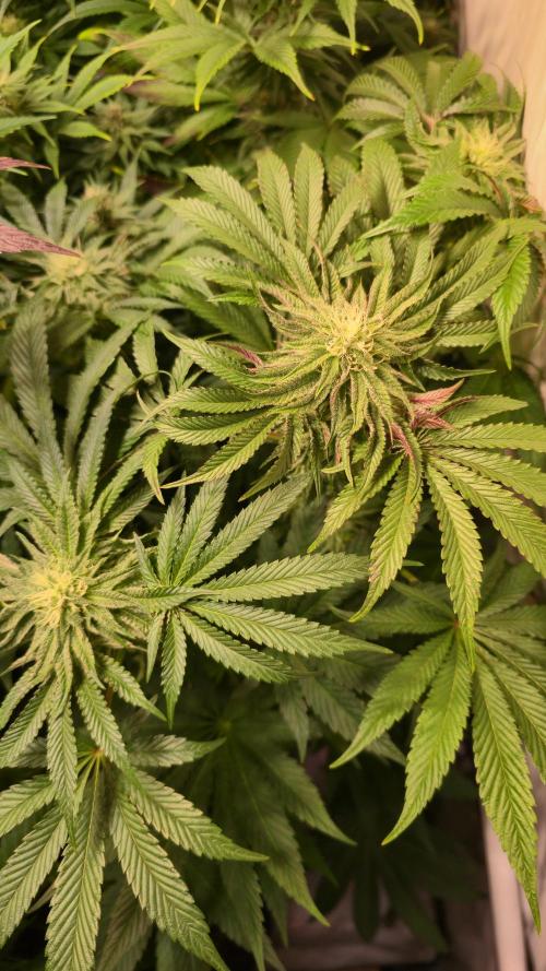 Guava Spritz. Week 10