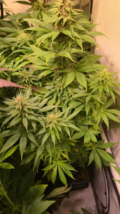 Strawberry Cola Sherbet. Week 10