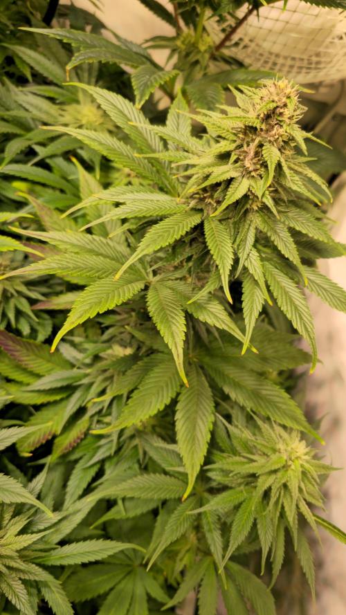 Strawberry Cola Sherbet. Week 10