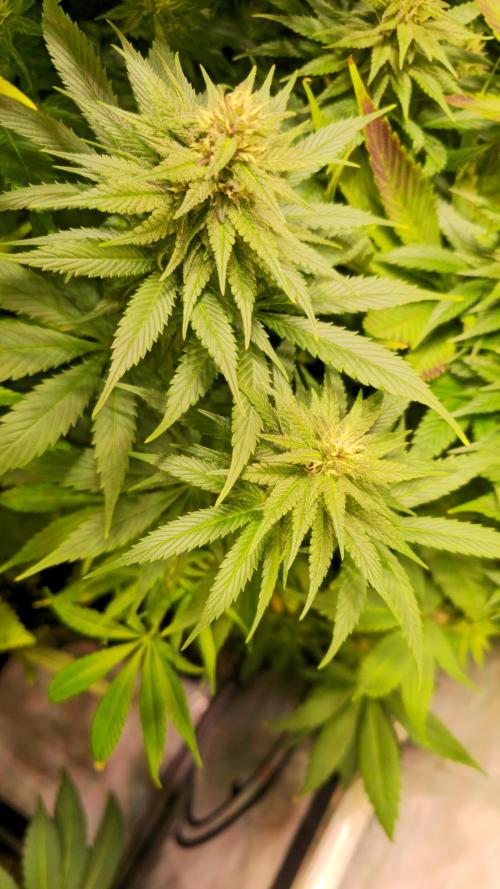 Strawberry Cola Sherbet. Week 10