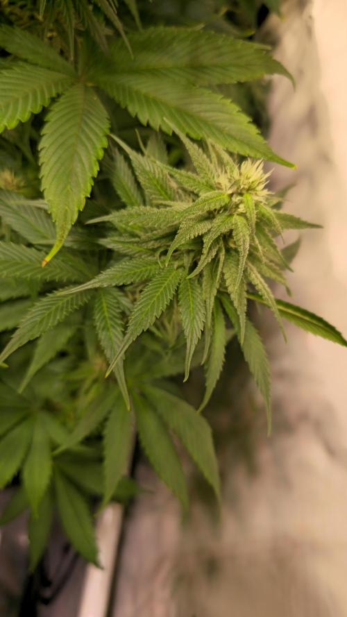 Strawberry Cola Sherbet. Week 10