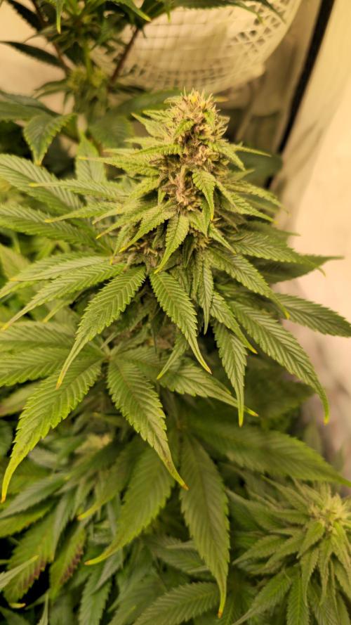 Strawberry Cola Sherbet. Week 10