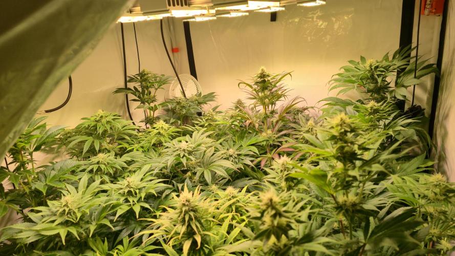 Lemon Mandarin #2. Week 10