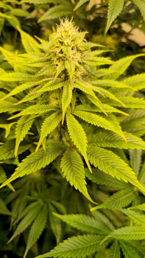 Lemon Mandarin #2. Week 10