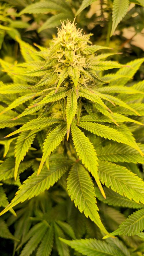 Lemon Mandarin #2. Week 10