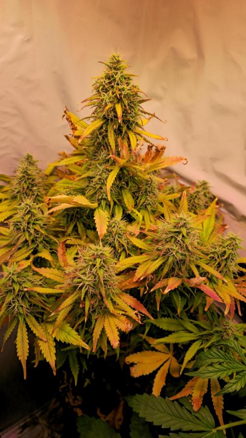 AutoflowerWorldCupBeingThereIsEverything. Week 11