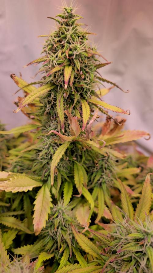 AutoflowerWorldCupBeingThereIsEverything. Week 11